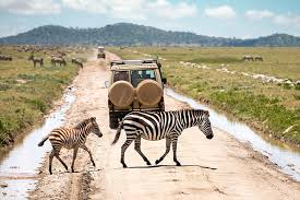Wildlife Safaris